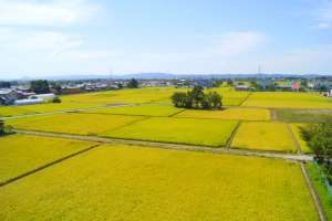 護摩堂山と田園
